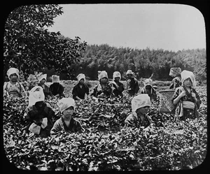 ANTIQUE Magic Lantern Slide JAPANESE LADIES TEA PICKING AT UJI C1890 PHOTO JAPAN - Picture 1 of 2