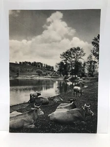 Clipping Ritaglio originale 1956 il lago Sirino Lagonegro - Bild 1 von 1