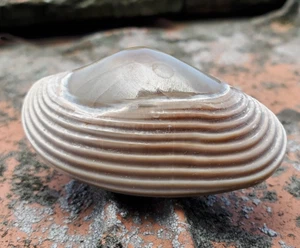 Fósil PELECPODA áspero de almeja Bivalvia pulida natural 31 gr - Imagen 1 de 7