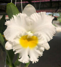 Rlc. Shinaphat Diamond. Cattleya Hybrid Orchid Plant. In Sheath.