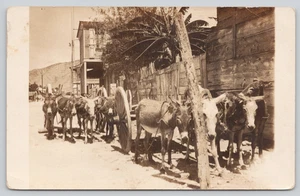 Postkarte RPPC Eselwagen Tropische Klimaszene - Bild 1 von 4