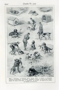 1920s DOGS DOG TRAINING THE LIFE OF DOGS DOG GROOMING Antique Lithograph Print - Picture 1 of 1