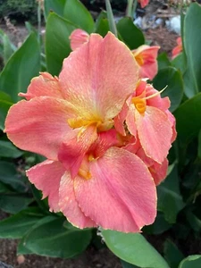 Canna Madame Butterfly Aka Peaches And Cream , Heirloom Perennial Plant - Picture 1 of 19