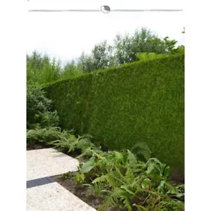 Lebensbaum Thuja Brabant 200-225 cm. 5 Thuja Pflanzen. Sichtschutz Hecke - Bild 1 von 4