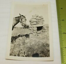 VTG Horse By An Old Chimney Out In The Field Western Photo