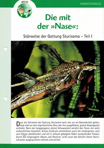 Störwelse der Gattung Sturisoma / Aquariuminfokarte - Picture 1 of 2