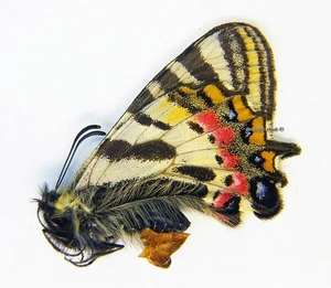 Unmontierter Schmetterling/Papilionidae - Luehdorfia puziloi yessoensis, FEM, Japan - Bild 1 von 1