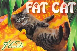 Florida Chrome Postcard Fat Cat You'd Be A Fat Happy Cat If You Were Here Too - Picture 1 of 2