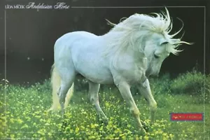 Andalusisches Pferd Vintage UK Import Poster 24 x 36 - Bild 1 von 1