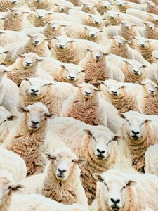 Sheep Flock Digi Print Fabric Farm Home Decor Curtains Cushion Cotton 140cm Wide - Picture 1 of 7