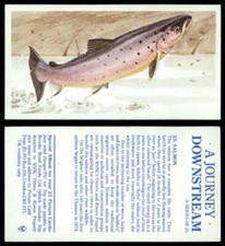 Salmon #23 A Journey Downstream 1990 Brooke Bond Tea Card