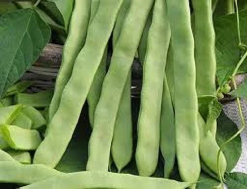 Bean Giant Of Stuttgart Seeds Spring Summer Vegetable Garden Climbing Bean Seeds - Image 1 of 1