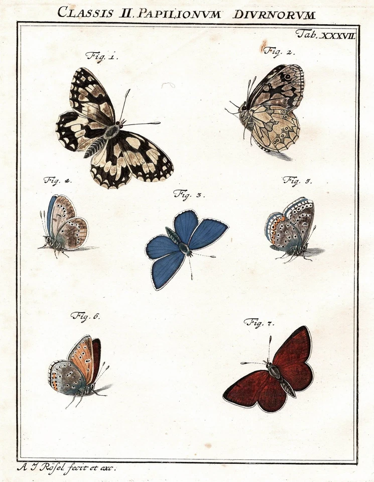 Schmetterling butterfly Tab XXXVII engraving Kupferstich Rösel Rosenhof 1746 - Bild 1 von 1