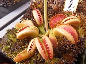 Dionée muscipula " Villarica" - Imagen 1 de 1