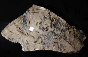 Magnifique grand fossile plante Carbonifère fougère rare Oligocarpia brongniarti - Bild 1 von 14