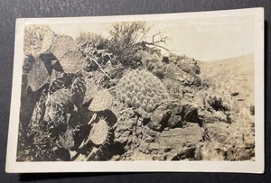 Desert Cactus RPPC Texas AZO - Picture 1 of 2