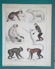 Mammals Monkeys Baboon Lynx Polar Bear   1843 Color Print By Prof Oken