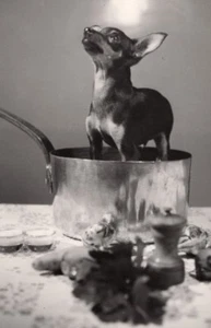 Frankreich Chihuahua Hund im Kupfertopf Studie altes Studio Foto 1953 - Bild 1 von 4