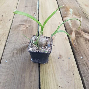 Albuca bracteata - Pregnant Onion - Picture 1 of 3