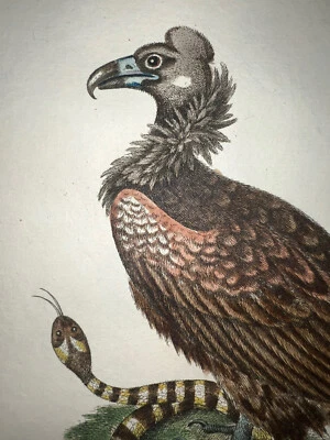 Grabado antiguo pl. 80 Edwards Seligmann C1750 pájaro buitre serpiente coloreada a mano Foto 1 de 2