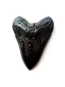 5 INCH MASSIVE AND MEAN MEGALODON FOSSIL SHARK TOOTH - Picture 1 of 8