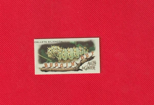 2020 Topps Buggin Out Mini--Calleta Silkmoth #MBO-8 Allen Ginter - Picture 1 of 2