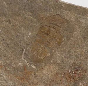 Trilobit, Otarion diffractum, Silur, Ludlow, Kosov Quarry, Beroun, CZE -i200 - Picture 1 of 4