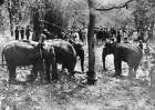 India captured elephants are tied to trees trees with ropes 1910 OLD PHOTO