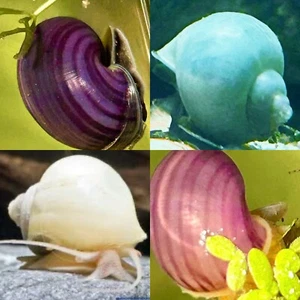 4 x Mystery Schnecke LILA MAGENTA ELFENBEIN BLAU junge Trester Brigadessi Apfeltyp - Bild 1 von 2
