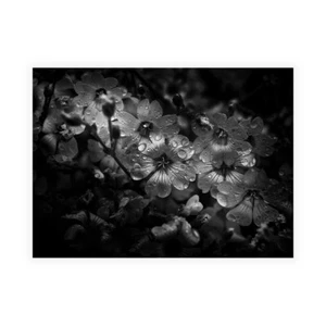 Stampa su Tela su Carta Poster o Quadro Carson Brian Black And White Petunia - Imagen 1 de 2