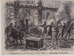 UM 1850 - 1860 -- NEW YORK MUSEUMSBRAND ZIRKUS BARNUM GIRAFFE 3E039 - Bild 1 von 1