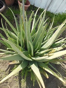 ALOE VERA 6 HOJAS FRESCAS -6 pulgadas Largo - 1/2 - grueso * Barbadensis Miller * Envío gratuito. - Imagen 1 de 3