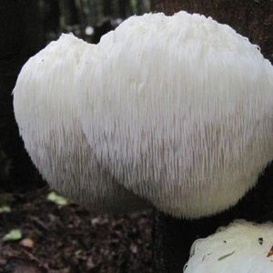 Lion's Mane Beard (Hericium erinaceus) Grain Spawn 1kg for mushroom growing - Picture 1 of 1