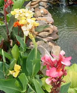 CANNA LILY BULBS. VARIETY PACK. 15 BULBS, 3 EACH OF FIVE DIFFERENT COLORS - Picture 1 of 7