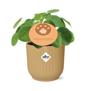 Árbol del dinero chino - Pilea Peperomioides - planta de interior - 12 cm + maceta Vibes - Imagen 1 de 6