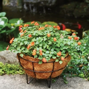 American Gardenworks Urban Living Matte Black Powder Coated Steel 14 In. Plant - Picture 1 of 1