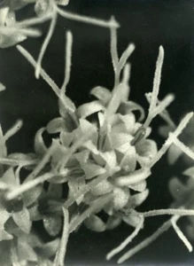 Portugal Guimaraes Photographic Study Flower Close up Old Photo Azevedo 1950 - Imagen 1 de 3