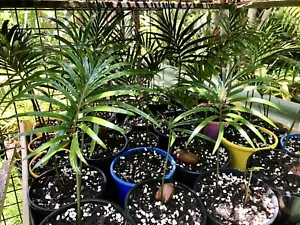 Burrawang Plant Seedling Stunning Aussie Native - Picture 1 of 5