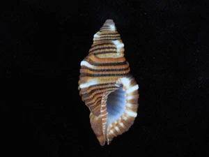 Sea Shell Cymatium hepaticum 48,4 mm ID#6233 - Imagen 1 de 2