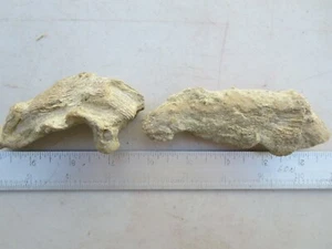 289 FOSSILE KORALLEN AUS WEINENDEN QUELLEN, NEBRASKA.  EX GESCHLOSSENER OLD TIME ROCK SHOP - Bild 1 von 3