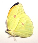 Unmounted Butterfly/Pieridae - Anteos menippe, male, Peru