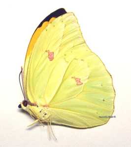 Unmontierter Schmetterling/Pieridae - Anteos menippe, männlich, Peru - Bild 1 von 1