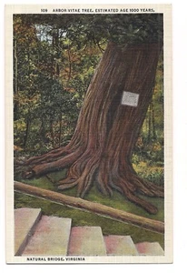 1000 Year Old Arbor Vitae Tree NATURAL BRIDGE Rockbridge Co Virginia Postcard VA - Picture 1 of 1
