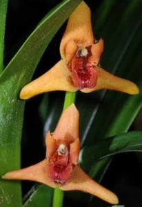 MAXILLARIA ELATIOR ORCHID #1 - PLANT HAS NO BUDS WHICH WILL OPEN SOON - Picture 1 of 5
