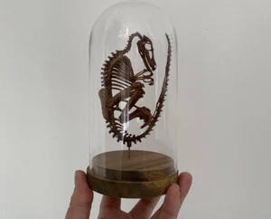 Squelette de foetus de dinosaure Velociraptor sous globe 20 cm - Foto 1 di 5