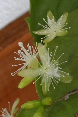Rhipsalis crispirmarginata-Epiphytic-Yellow Flowers-White Berries-4 leaf segment - Image 1 of 4