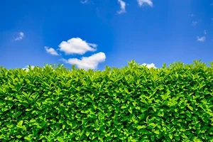 50 Cherry Laurel Fast Growing Evergreen Hedging Plants 30-50cm Tall Potted - Picture 1 of 12