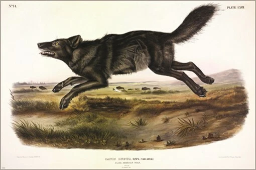 Póster artístico ilustración vintage Black American Wolf de John James Audubon 20x30 Foto 1 de 1