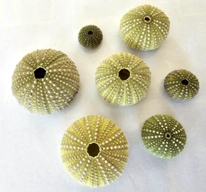 Collection of 7 green sea Urchin from the type Arbacia Lixula with out spikes - Picture 1 of 5