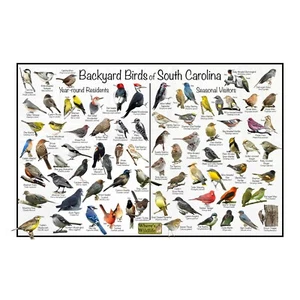 Póster/guía de aves de identificación de aves de Carolina del Sur para patio trasero - Imagen 1 de 6
